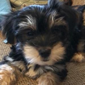 Meet your Posher, Greg